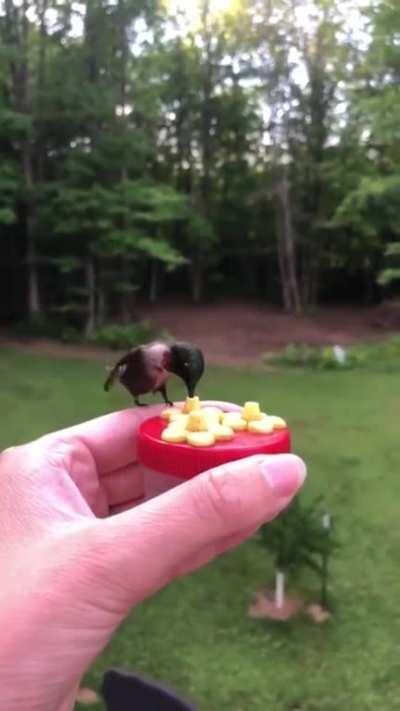 A hummingbird feeder