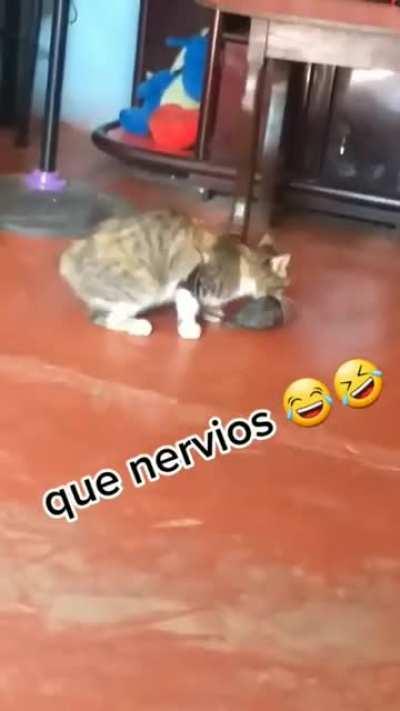 Mente cochambrosa 😏