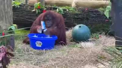 The Orangutan Caught Cleaning Her Enclosure And Washing Her Hands