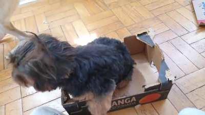 Wcgw watching my dogs play