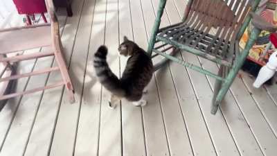 Came home from an appointment to find Charles LaMouche wasn’t happy about the late 2nd breakfast service…