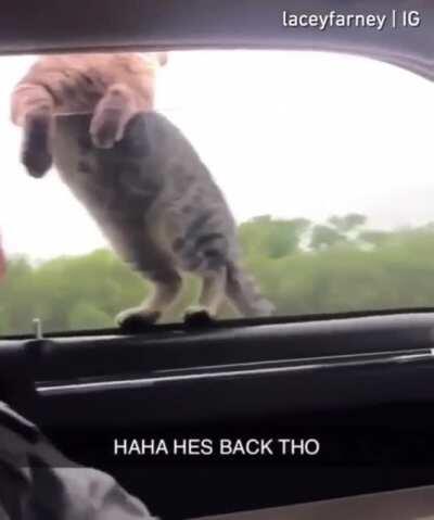 Khajiit has chosen his new family