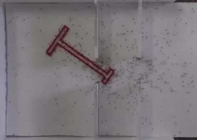 Ants making smart maneuver