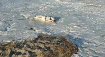 Der liebe Hund meiner Eltern