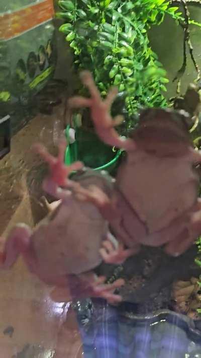 Nightly chaos with three 3 stooges 