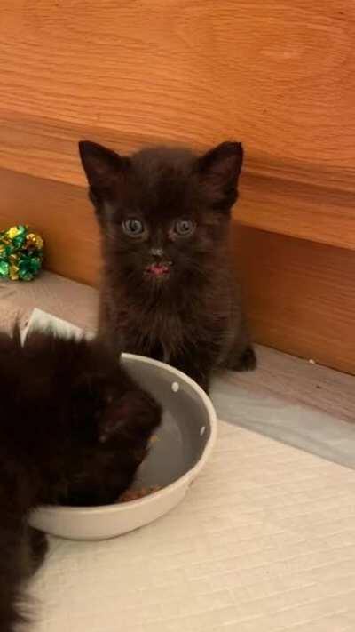 The one and only blep of bleps is here.