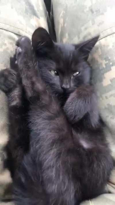 Ukrainian military cat