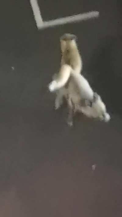 Foxes got stuck together having sex outside my flat at 1am