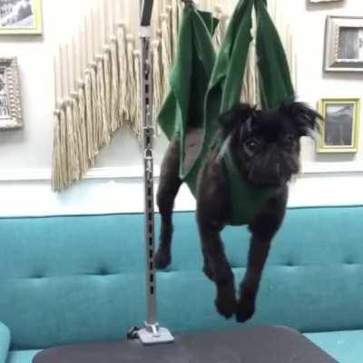 Innocent dogs humiliated for sport.