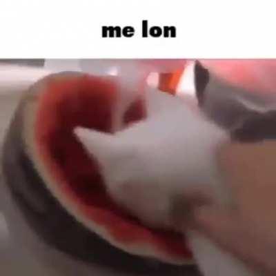 me lon: Heals 40 HP when used. Can be used 3 times and adds a cat companion every time you use it. | Cat companion stats: 15 DMG per hit (30 if crit), 50 HP, 30 DEF