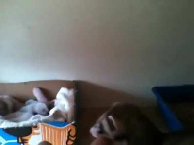 She insists that the human's hands should stay with her babies