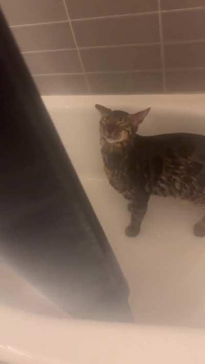 My boy Tucker INSISTS on full showers with me about once a week.