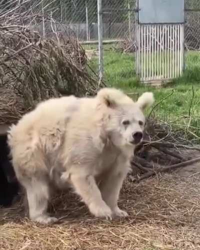 Bear wakes up