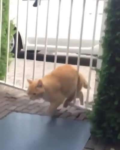 The trouble of being a chonker