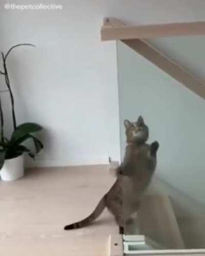 My cat people need me