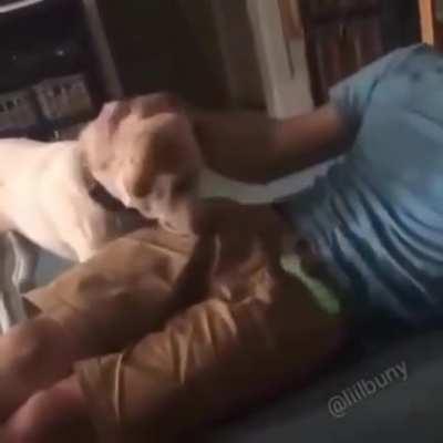 Rex Mordeu o Chocalho Errado