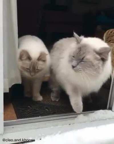 Indecisive floofs experience snow for the first time
