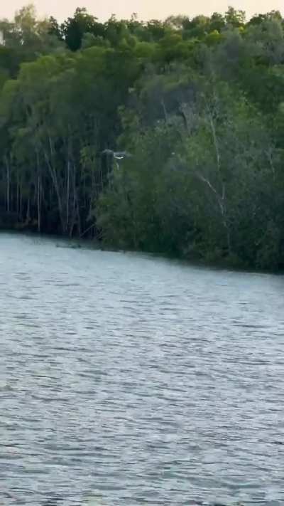 Man feeds eagle with a mid-air fish toss