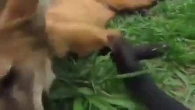 Chega de capivara lembre do nosso lobo