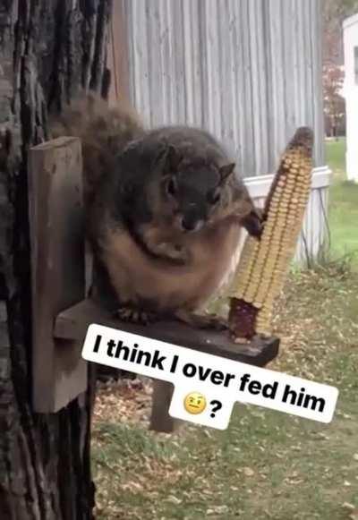 Now that's a squirrel