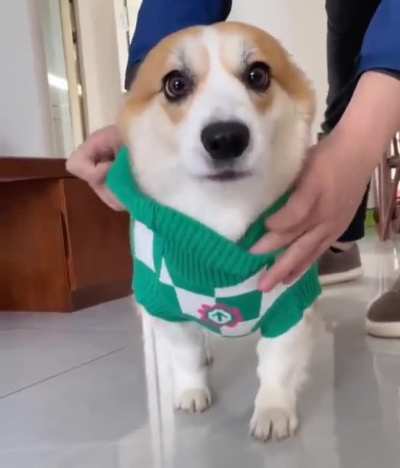 Good boy knows the drill..🐶🐾👕😅😍