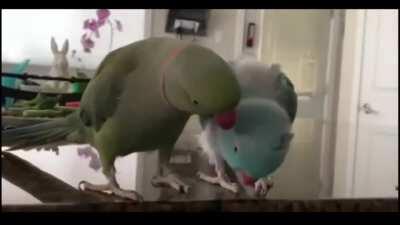 Can someone translate what they're saying?