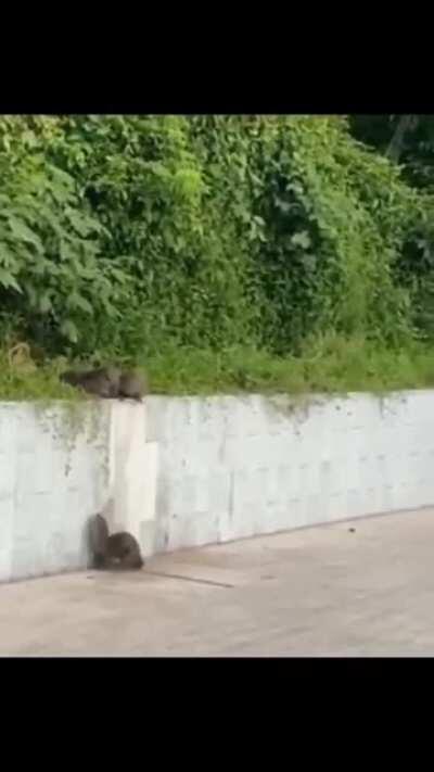 No otter will be left behind