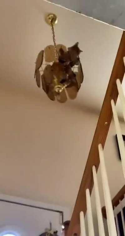 when cat owners say we are owned by our cats, we're really not kidding.