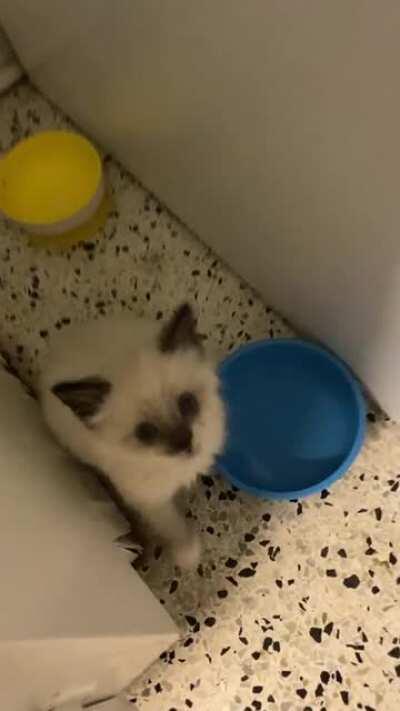 Squeaky begging for attention.