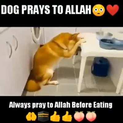 Turkish dog💪💪💪🇹🇳🇹🇳🇹🇳