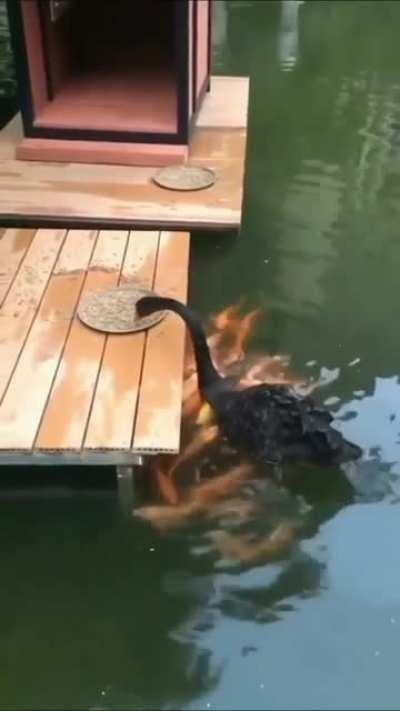 I guess it's my turn to feed the fish