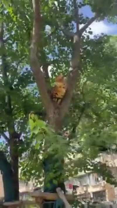 A cat that loves climbing trees