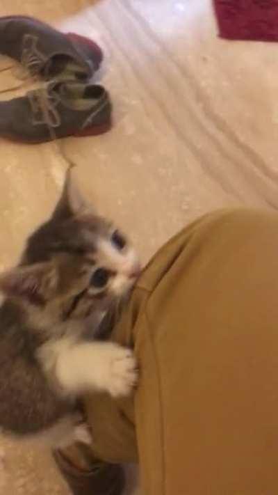 Kitty wants to get on the bed and finally succeeds