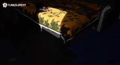 Собакен и солнце