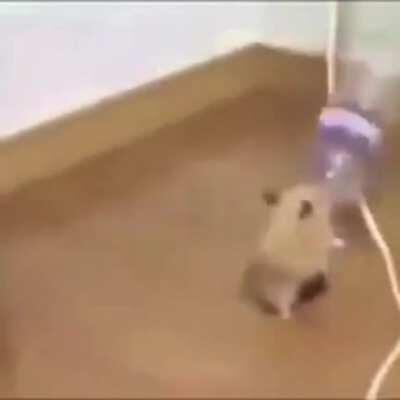 Pesdecoelho - Video #3082