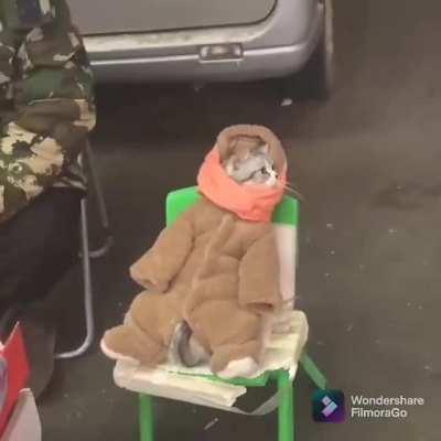 Kitty, it's cold outside