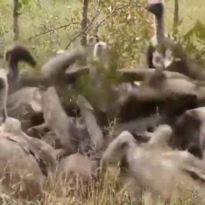 From cheeta to vulture to lion