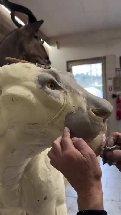 A good job by a taxidermist