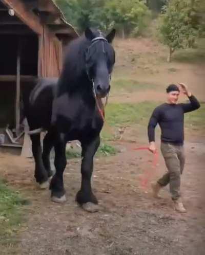 An absolute unit on an absolute unit