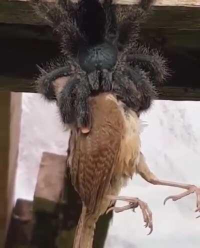 Australian bird eater spider eating a bird