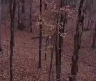 The sounds of a bobcat in the woods