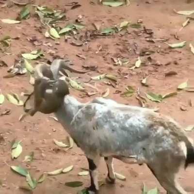 A monkey and his goat buddy