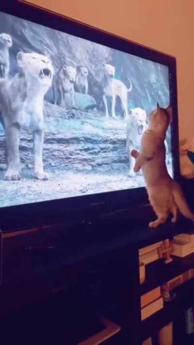 WCGW when you try to be a lion