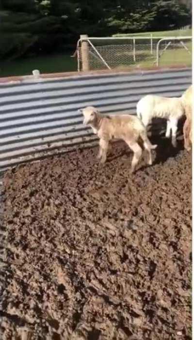 Всем молчать!!!(звук)