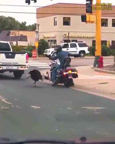 Caution! Angry Birds On The Road