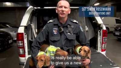Tactically deployed Sausage Dogs