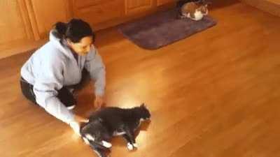 This cat has resigned from the fact that it is just a toy for humans.