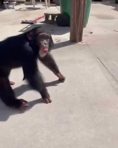 Kırık kaburga ile doğmuş, zatürre atlatmış ve annesi tarafından terk edilmiş şempanzenin kendisini sahiplenen aile ile karşılaştığında verdiği tepki: