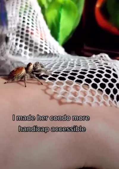 She helps an old spider to be happy for the remaining of its life