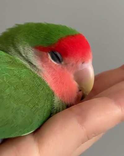 Charged with reckless snoozing